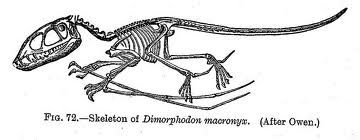 dimorphodon.jpg